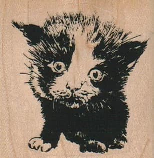 Scared Cat 2 1/4 X 2 1/4