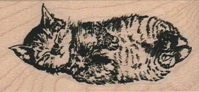 Kitty Sleeping 1 1/2 X 2 3/4