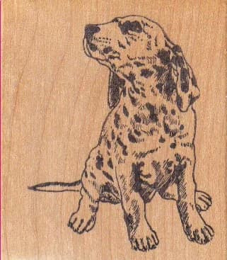Spotted Dalmatian Looker 2 1/4 X 2 1/2