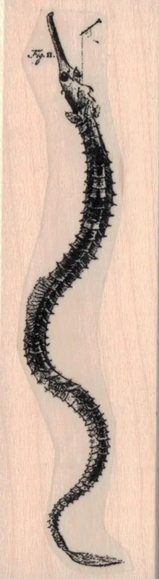 Beaked Sea Creature Specimen 1 1/4 x 4