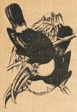 Toucan Play 2 1/2 X 3 1/2