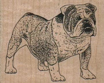 English Bulldog Standing 2 1/2 X 2