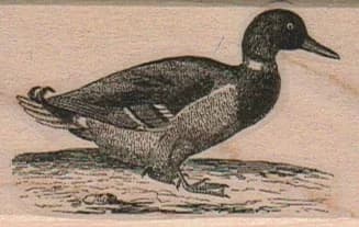 Mallard Duck 1 1/2 X 2 1/4