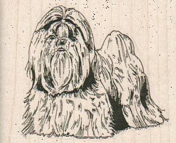 Shihtzu/lhasa Apso 2 1/2 X 2
