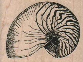 Nautilus Shell 2 X 1 1/2