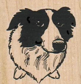 Border Collie Dog Face 2 X 2