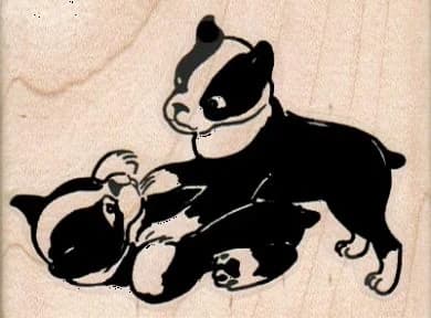 Boston Terrier Pups Playing 2 3/4 X 2
