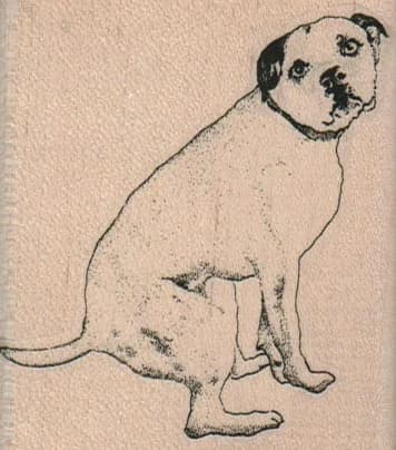 Squatting Bull Terrier Dog 2 1/2 X 2 3/4