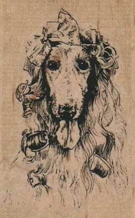 Afghan Hound Dog In Curlers 2 X 3