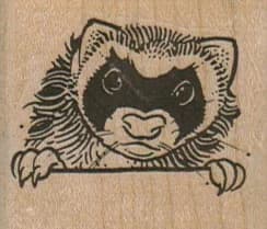 Raccoon Peering 1 3/4 X 1 1/2