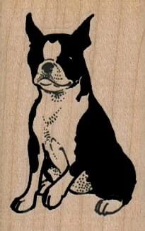 Boston Terrier Sitting 1 1/2 X 2 1/4