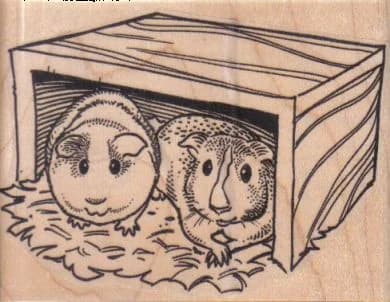Guinea Pigs At Home 3 1/2 X 2 1/2