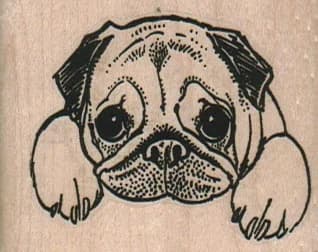 Pensive Pug 2 1/4 X 1 3/4