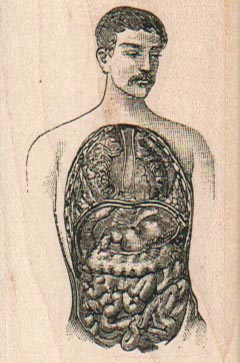 Man With Organs Exposed 1 3/4 x 2 1/2
