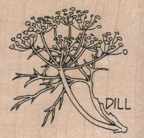 Dill Plant 2 1/4 x 2