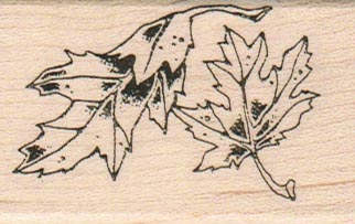 Three Maple Leaves 1 1/2 x 2 1/4