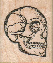 Skull 1 1/2 x 1 3/4