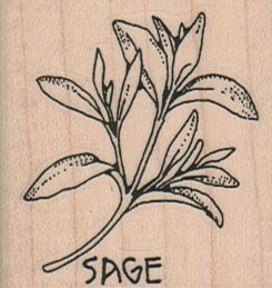 Sage Plant 1 3/4 x 1 3/4
