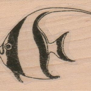 AngelFish 1 1/2 x 1 3/4-0