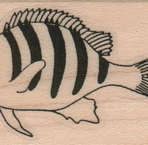 Striped Fish 1 1/4 x 1 3/4-0