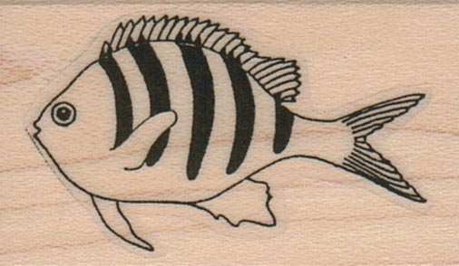 Striped Fish 1 1/4 x 1 3/4