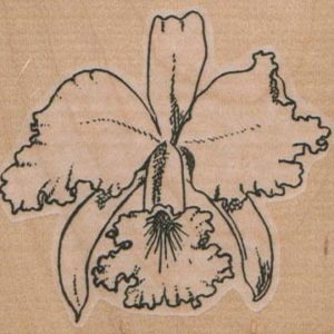 Orchid/Large 2 3/4 x 2 1/2-0