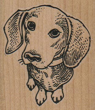 Dachshund Looking Up 2 1/4 x 2 1/2