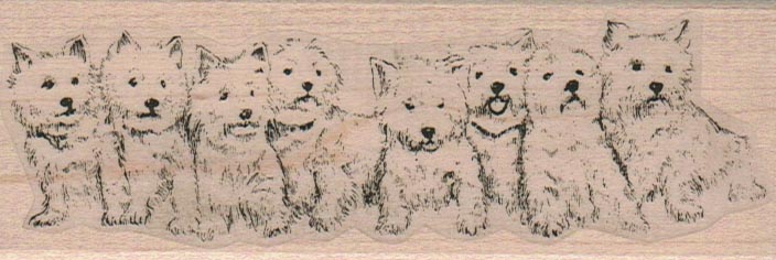 Eight Westies In A Row 1 3/4 x 4 3/4