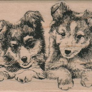 Sheltie Duo 2 1/2 x 3-0