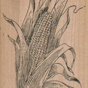 Ear of Corn 3 x 3 3/4-0