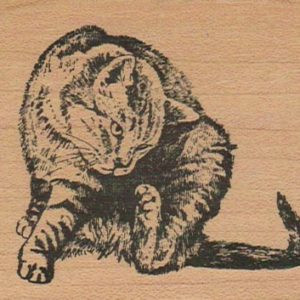 Kitty Scratching 2 1/2 x 3-0