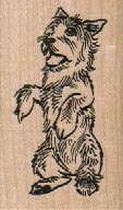 Begging Cairn Terrier 1 1/4 x 2