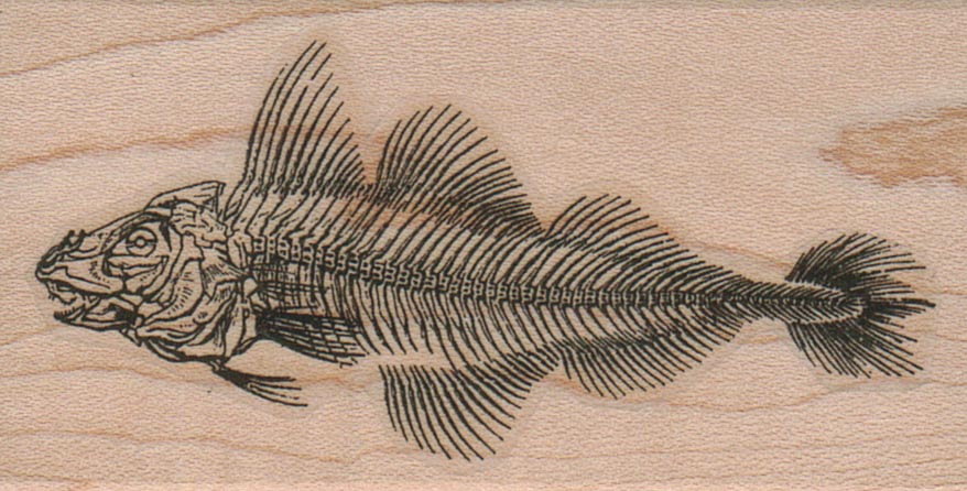 Skeleton Fish 1 3/4 x 3
