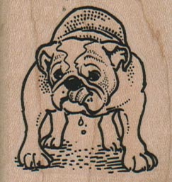 English Bulldog Licking Lips 1 3/4 x 1 3/4