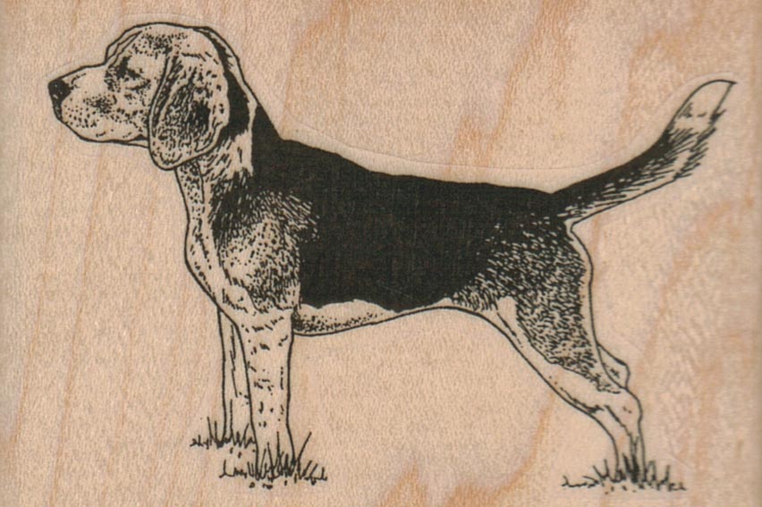 Beagle Dog 3 x 2