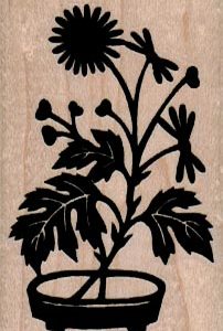 Plant In Pot 1 1/2 x 2 1/4-0