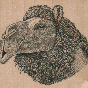 Camel Head 3 3/4 x 3 1/4-0