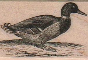 Mallard Duck 1 1/2 x 2 1/4-0