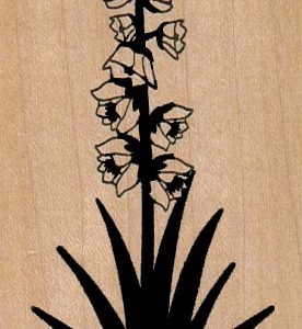 Yucca In Bloom 2 x 3 1/2-0
