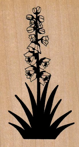 Yucca In Bloom 2 x 3 1/2
