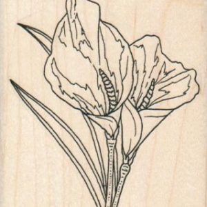 Calla Lilies 2 3/4 x 3 1/4-0