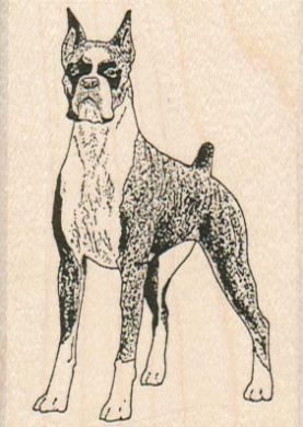 Boxer Dog 2 x 2 3/4