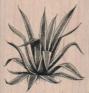 Century Plant 2 1/4 x 2 1/4