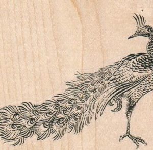 Peacock 4 x 3-0