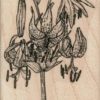 Day Lilies 2 1/2 x 3-0