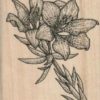 Western Lily 2 1/4 x 3-0