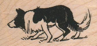 Border Collie Dog Stalking 1 x 1 3/4