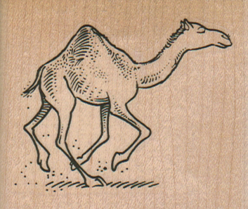 Camel Running Right 2 1/2 x 2