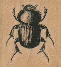 Beetle 1 1/2 x 1 1/2