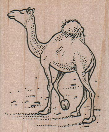 Camel Out For A Stroll 2 1/2 x 3